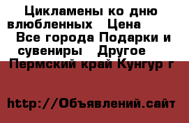 Цикламены ко дню влюбленных › Цена ­ 180 - Все города Подарки и сувениры » Другое   . Пермский край,Кунгур г.